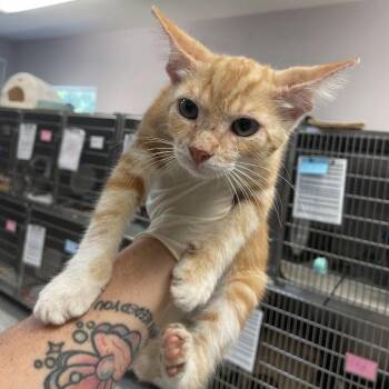 1194-C26 -  Domestic Short Hair Cat for Adoption in Port Charlotte, Florida - 1194-C26 | PetCurious
