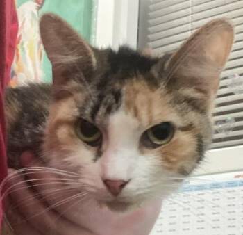 Waffles -  Domestic Medium Hair and Domestic Short Hair Cat for Adoption in Cincinnati, Ohio - Waffles | PetCurious