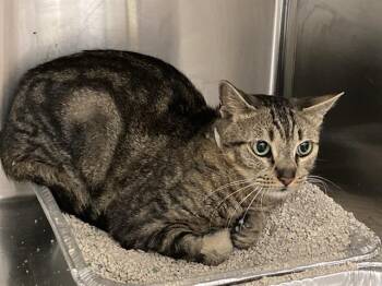 POLLY -  Domestic Short Hair Cat for Adoption in Tustin, California - POLLY | PetCurious