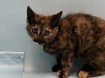 Bluebell -  Domestic Short Hair Cat for Adoption in Golden Valley, Minnesota - Bluebell | PetCurious