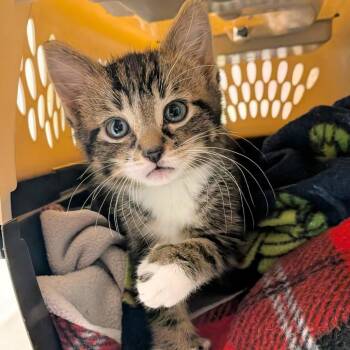 Jack C11430 -  Domestic Short Hair Cat for Adoption - Jack C11430 | PetCurious