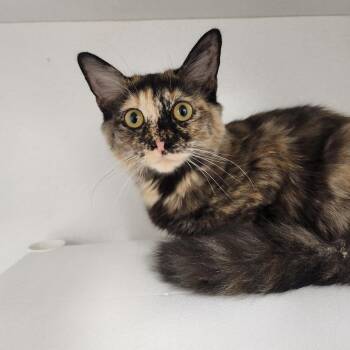 Princess -  Domestic Medium Hair Cat for Adoption in Colorado Springs, Colorado - Princess | PetCurious