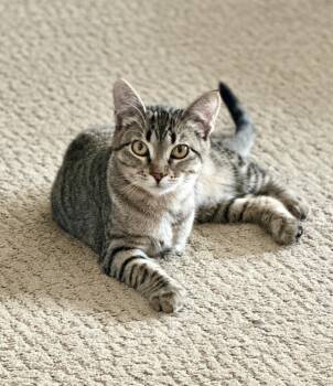 Rescue Domestic Short Hair Cats for Adoption in Ellensburg, Washington - Lea | PetCurious