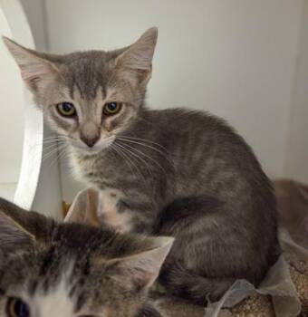 Maddox -  Domestic Short Hair Cat for Adoption in Fresno, California - Maddox | PetCurious