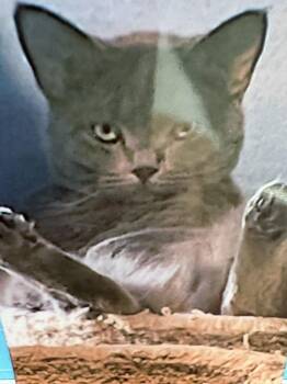 Domestic Short Hair Cats Available for Adoption - Skylar | PetCurious