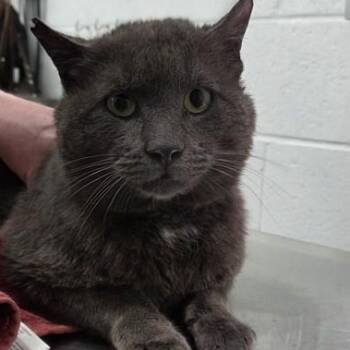 Domestic Short Hair Cats Available for Adoption in Worcester, Massachusetts - Alfie | PetCurious