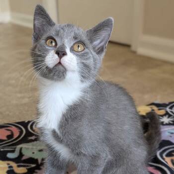 George -  Domestic Short Hair Cat for Adoption in Huntsville, Alabama - George | PetCurious