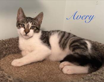 Domestic Short Hair Cats Available for Adoption - Avery | PetCurious