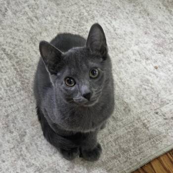 Ezra -  Domestic Short Hair Cat for Adoption in Buffalo, New York - Ezra | PetCurious