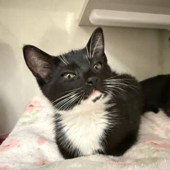 Ava -  Domestic Short Hair Cat for Adoption in Redwood City, California - Ava | PetCurious