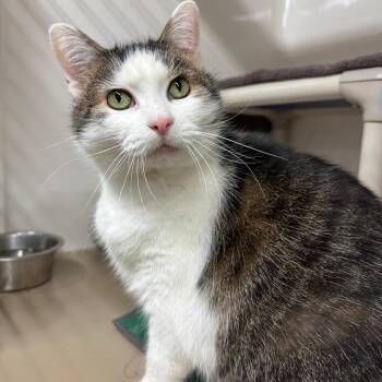 Consuela -  Domestic Short Hair Cat for Adoption in La Grange, Kentucky - Consuela | PetCurious