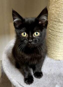 Sky - Playful and sweet -  Domestic Short Hair Cat for Adoption in Muskego, Wisconsin - Sky - Playful And Sweet | PetCurious