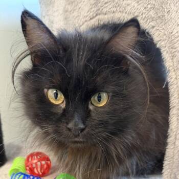 Midnight Star -  Domestic Long Hair Cat for Adoption in Zimmerman, Minnesota - Midnight Star | PetCurious