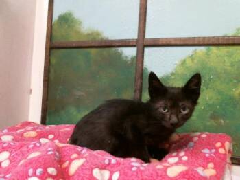 A2089156 -  American Shorthair and Domestic Short Hair Cat for Adoption in Houston, Texas - A2089156 | PetCurious