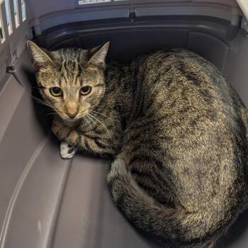 Leafy -  Domestic Short Hair Cat for Adoption in Clearwater, Florida - Leafy | PetCurious