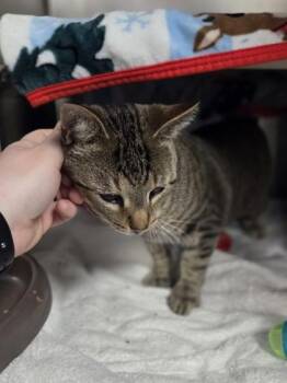Wendell -  Domestic Short Hair Cat Available for Adoption in Westland, Michigan - Wendell | PetCurious