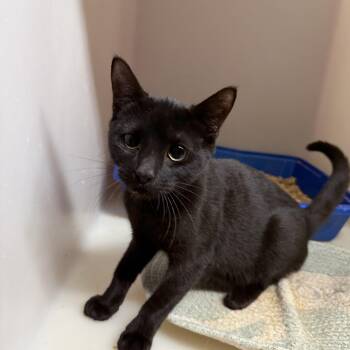 Rescue Domestic Short Hair Cats for Adoption in Elberton, Georgia - Pocus 11885 | PetCurious