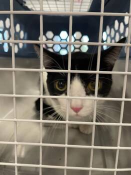 Domestic Short Hair Cats Available for Adoption - A134902 | PetCurious
