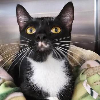 Domestic Short Hair Cats Available for Adoption in Schenectady, New York - DJ | PetCurious