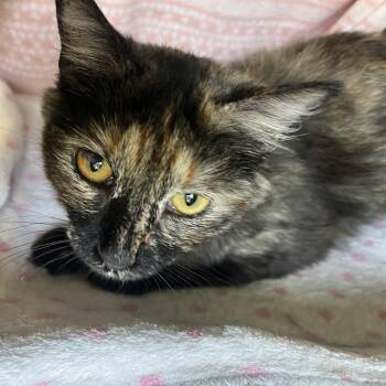 Domestic Long Hair Cats Available for Adoption - HAZEL | PetCurious