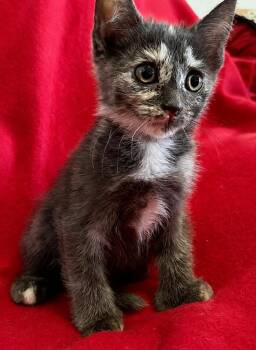 Phantom -  Domestic Short Hair and Extra Toes Cat Hemingway Polydactyl Cat for Adoption in St. Augustine, Florida - Phantom | PetCurious