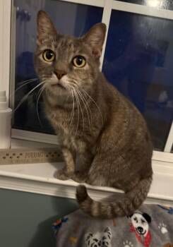 Lindsey -  Domestic Short Hair Cat for Adoption in Harpers Ferry, West Virginia - Lindsey | PetCurious