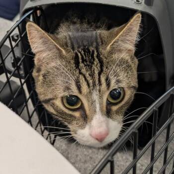 Domestic Short Hair Cats Available for Adoption in Des Moines, Iowa - Kevin | PetCurious