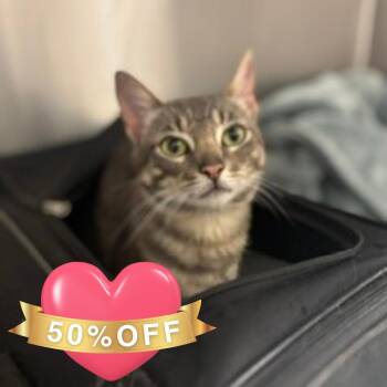 Douglas -  Domestic Short Hair Cat for Adoption in Belfair, Washington - Douglas | PetCurious