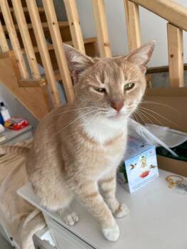 Bobo -  Domestic Short Hair Cat for Adoption in Cumberland, Maine - Bobo | PetCurious
