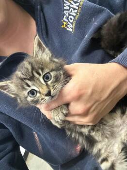 Chikn -  Domestic Short Hair Cat for Adoption in Thousand Oaks, California - Chikn | PetCurious