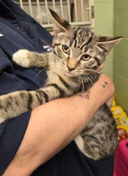 Cinnamon -  Tabby Cat for Adoption in New Rochelle, New York - Cinnamon | PetCurious