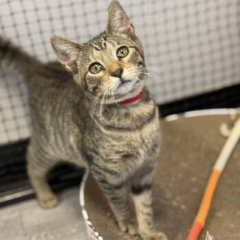 Cherry -  Domestic Short Hair Cat for Adoption in Ridgely, Maryland - Cherry | PetCurious