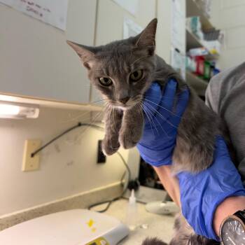 Danica -  Domestic Short Hair Cat for Adoption in Auburn, Alabama - Danica | PetCurious