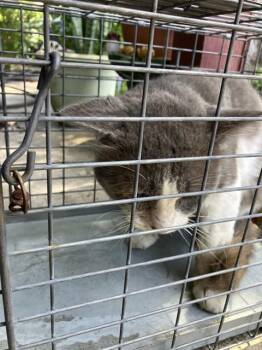 ZORRO -  Domestic Short Hair Cat for Adoption in Dallas, Texas - ZORRO | PetCurious