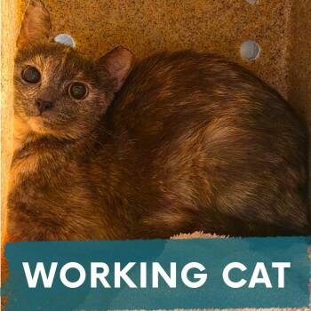 Apple -  Domestic Short Hair Cat for Adoption in Asheville, North Carolina - Apple | PetCurious