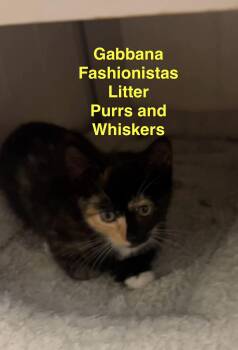 Gabbana -  Domestic Short Hair Cat for Adoption in New Hartford, New York - Gabbana | PetCurious