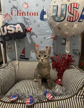 Clinton -  Domestic Short Hair Cat for Adoption in Ben Avon, Pennsylvania - Clinton | PetCurious