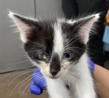 Domestic Short Hair Cats Available for Adoption in Dallas, Texas - TATUM | PetCurious