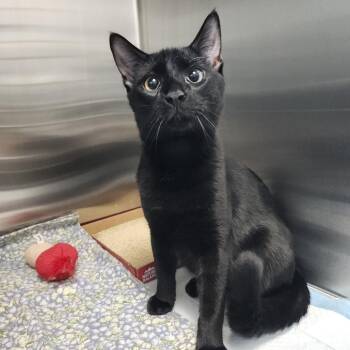 Mason -  Domestic Short Hair and Extra Toes Cat Hemingway Polydactyl Cat for Adoption in Clearwater, Florida - Mason | PetCurious
