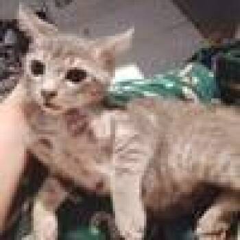 Forest -  Domestic Short Hair Cat for Adoption in West Palm Beach, Florida - Forest | PetCurious