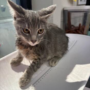 Mr.Germ -  Domestic Short Hair Cat for Adoption in Columbiana, Alabama - Mr.Germ | PetCurious