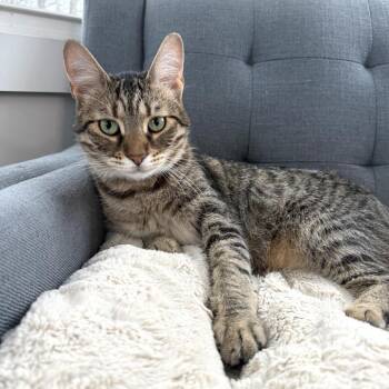 Mory -  Domestic Short Hair Cat for Adoption in Goshen, Indiana - Mory | PetCurious