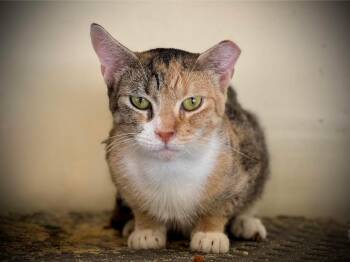 Rescue Domestic Short Hair Cats for Adoption in Fresno, California - Lilith | PetCurious