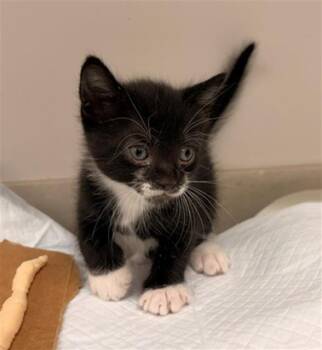 PARAKEET -  Domestic Short Hair Cat for Adoption in Baytown, Texas - PARAKEET | PetCurious