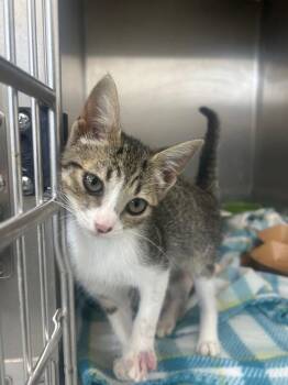Alley Cat -  Domestic Short Hair Cat for Adoption in Hartsville, South Carolina - Alley Cat | PetCurious