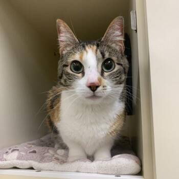 Domestic Short Hair Cats Available for Adoption in Silverdale, Washington - Lovebug | PetCurious
