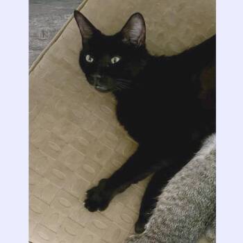 Josie Rosie -  Domestic Short Hair Cat for Adoption in Austin, Texas - Josie Rosie | PetCurious