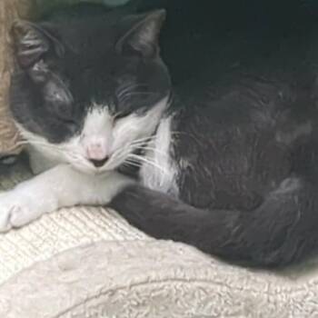 Oscar -  Domestic Short Hair Cat for Adoption in Shinnston, West Virginia - Oscar | PetCurious