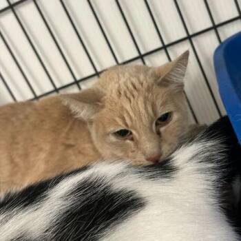 Domestic Short Hair Cats Available for Adoption in Davenport, Iowa - Sarah | PetCurious