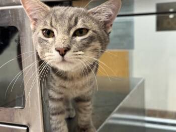 ASHFURR -  Domestic Short Hair Cat for Adoption in Pueblo, Colorado - ASHFURR | PetCurious